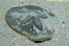 sand dollar